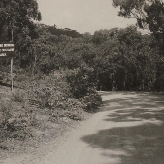 Cotter forests showing a road curving away to the right through the trees.