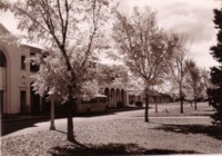 Taken from the median strip of Northbourne Avenue looking north, showing the Sydney Building and Police Station, Civic (later the Jolimont Centre). Trees are in blossom.