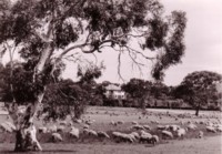 Prime Minister's Lodge, Deakin from the north east showing sheep grazing in the foreground.