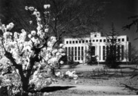 The original National Library on Kings Avenue in Barton. Now the site of the Edmund Barton Building. A blossoming tree is in the foreground.