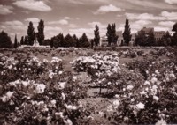 Parliament House from across the Rose Garden near the Treasury Building