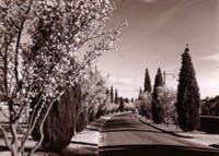 Blossoms in Lister Crescent, Ainslie