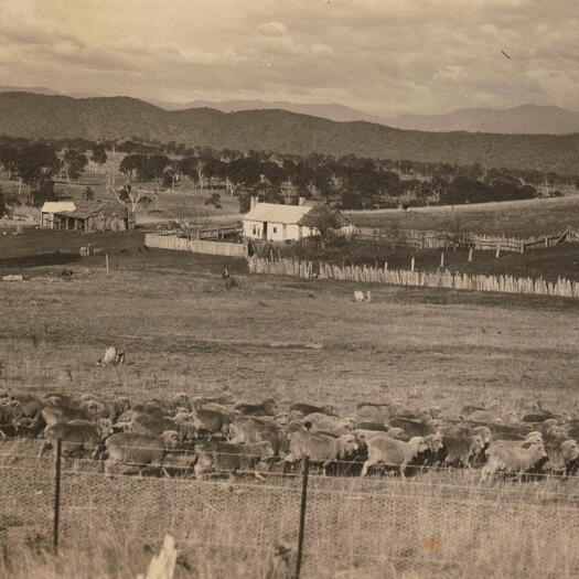 Sheep with farm buildings in back