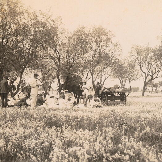 Bush picnic, dray, sulky and wagon
