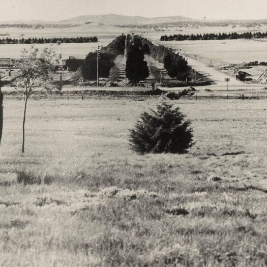 Windbreak (now Haig Park), Northbourne Avenue from Vernon Circle.