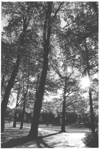 Elm trees, Glebe Park
