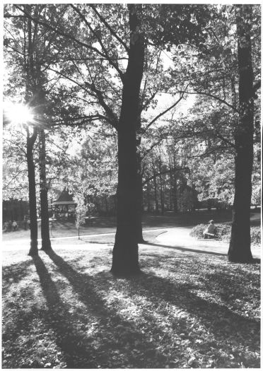 Elm trees, Glebe Park