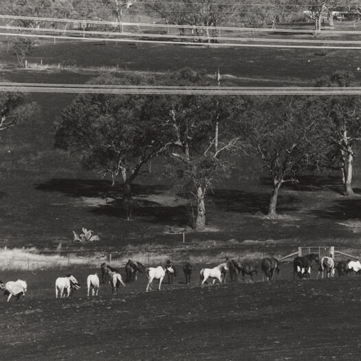 Horses in burn't paddock off Tuggeranong Parkway