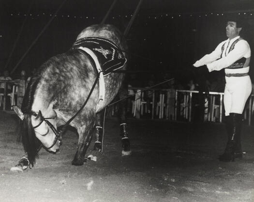 Rider Ramon Guerrero - Spanish dancing horses