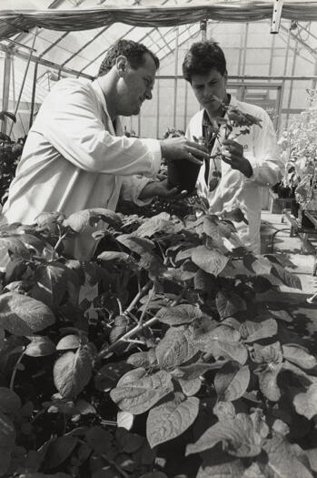 CSIRO genetic engineering of plants