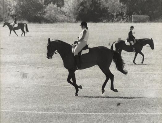 Dressage - Kim Jackson on Amoretto