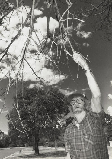 Bill Ryan with dying tree, Tyson St Ainslie