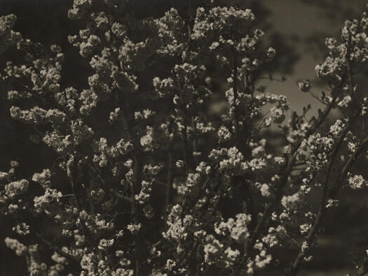 Garden blossoms