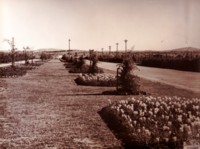 Commonwealth Avenue with beds of tulips between the lanes.