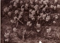 A bed of flowers. The location is unknown.