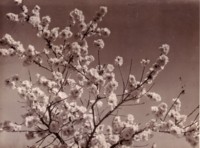 A tree in blossom. The location is unknown.