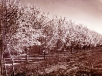 Trees in blossom at Yarralumla Nursery