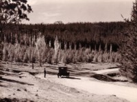 A road leading through the pine forest on Mount Stromlo with a car stopped on a bend in the road and a man standing on the side of the road.