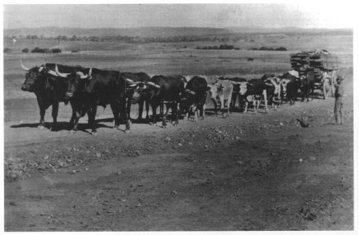 Blundells bullock team, Fred Blundell in charge. Lead bullocks where named Smut and Smiler.