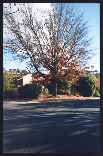 Cooleman Homestead site