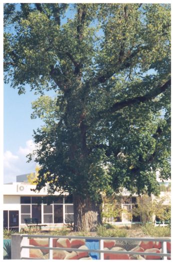 Site of Emu Bank homestead in front of the Belconnen Library.