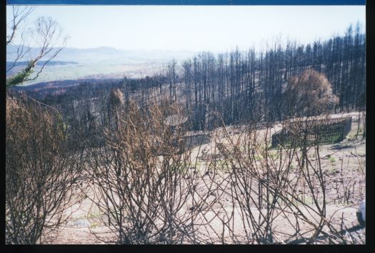 Bush fire damage

