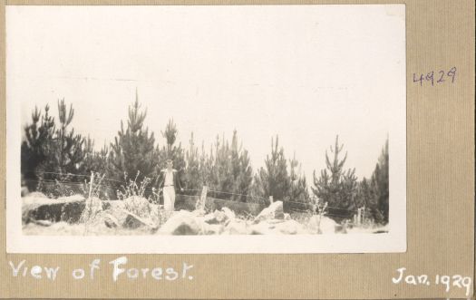 A man standing at the fence at Mt Stromlo with the pine trees, about twice the man's height, in the background.