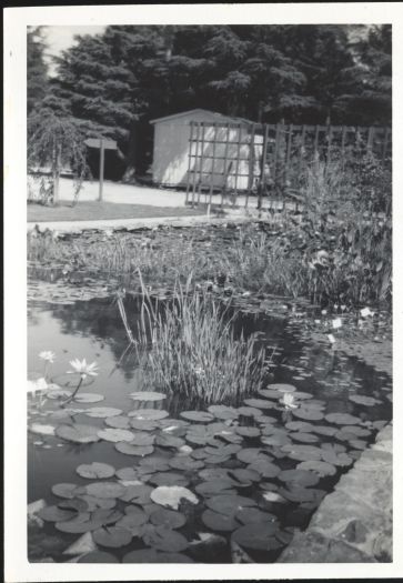 A pond with water lilies at Yarralumla Nursery