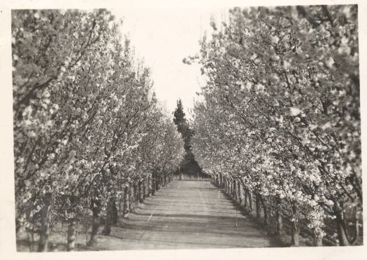 Trees in flower