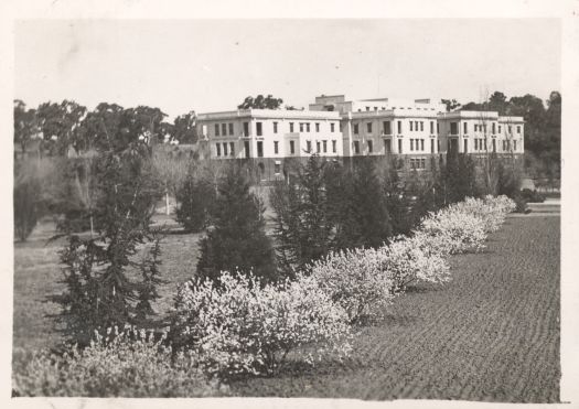 Shows the blossoms in front of West Block