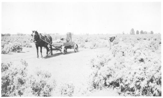 John Garran digging weeds at Bonshaw. Horse and cart to his left.