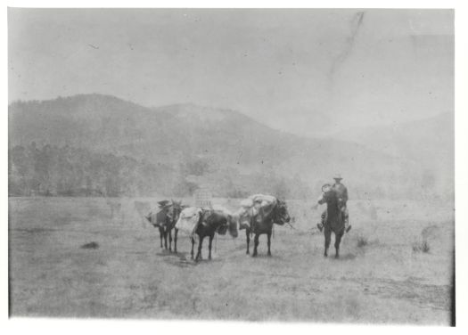 Blundell's pack horses below Mt Coree bringing stores down