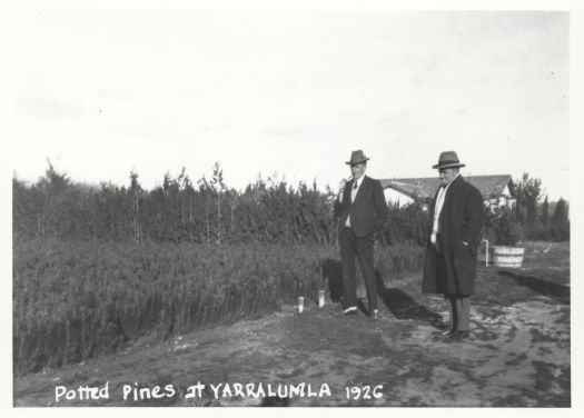 Shows two men looking at the potted pines at Yarralumla nursery