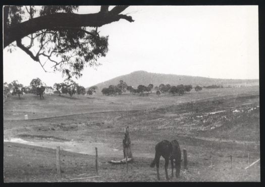 Looking towards Mount Ainslie from old racecourse at Acton