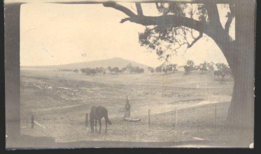 Looking towards Mt Ainslie with a horse & tree in the foreground