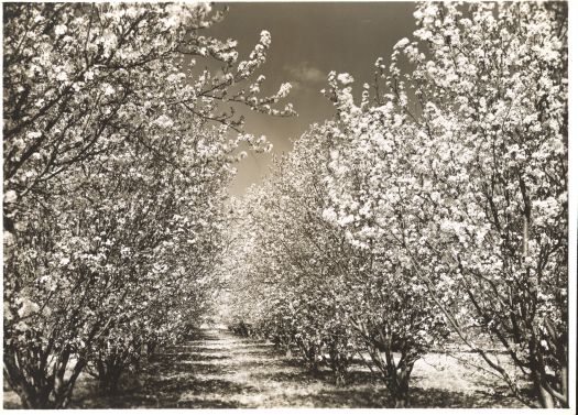 Blossoms in Canberra