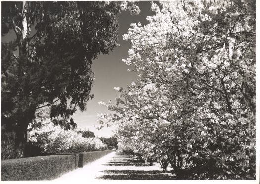 Blossoms in a Canberra Street