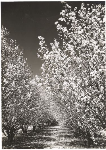 Plum blossoms