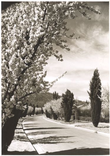Blossoms in a residential Canberra street
