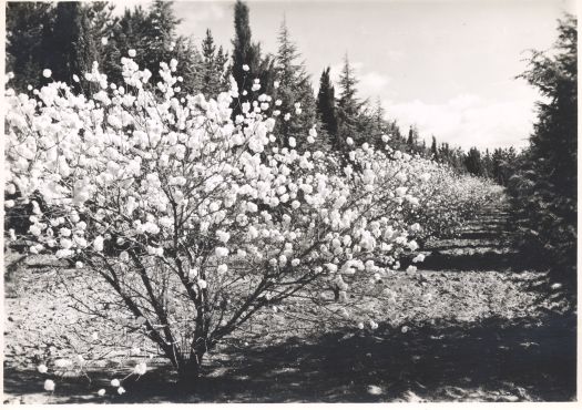 Blossoms in Haig Park