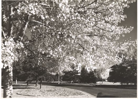 Blossoms in front of West Block