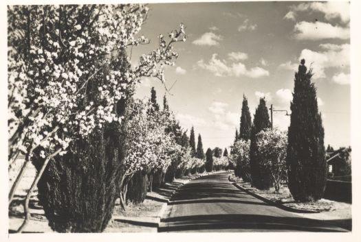 Blossoming trees and conifers in suburban street. 