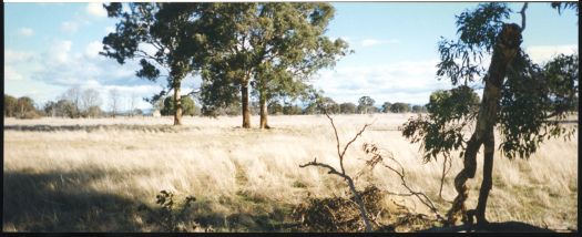 View from Old Bungendore Road, Mulligans Flat, south towards ruins of Inglewood.