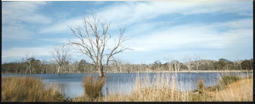 Mulligans Flat dam from south west corner. A dead eucalypt is in the middle of the dam.