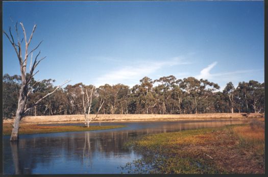 Dam near Walsh's Hut, Mulligans Flat reserve