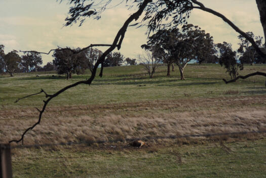 Dead cow on the ground near the site of The Retreat. Taken from the south western corner of Mulligans Flat looking towards the suburb of Gungahlin and Horse Park Drive. 