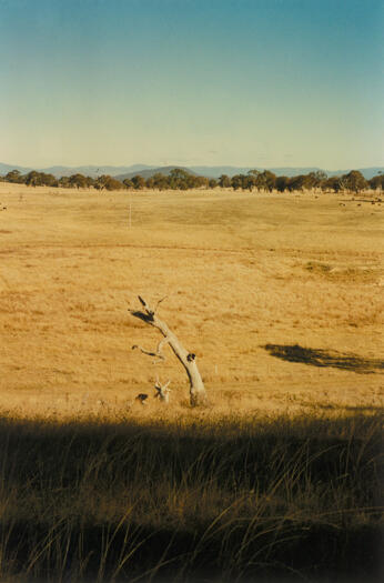 South side of ridge at Mulligans Flat. Black Mountain is in the distance.