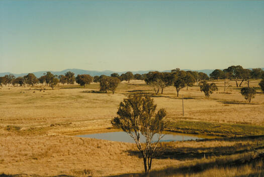 South side of ridge at Mulligans Flat looking south west. Cattle are grazing at the left in the distance.