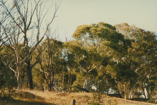 Ridge on Mulligans Flat