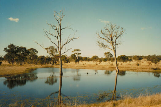 Black swans on a small dam, Mulligans Flat Reserve.